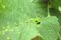 Celticecis celtiphyllia