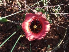 Romulea sabulosa