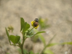 Holcopasites calliopsidis