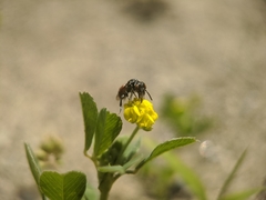 Holcopasites calliopsidis