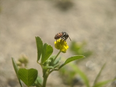 Holcopasites calliopsidis