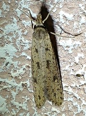 Acrolophus mortipennella