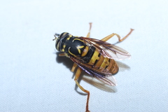 Spilomyia alcimus