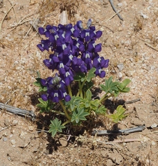 Lupinus odoratus