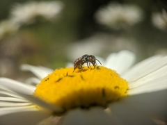 Holcopasites calliopsidis