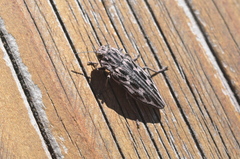 Chalcophora angulicollis