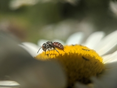 Holcopasites calliopsidis
