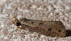 Acrolophus mortipennella