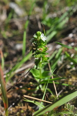 Veronica serpyllifolia serpyllifolia