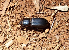 Passalus