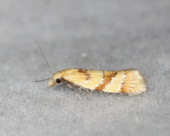 Phtheochroa vitellinana