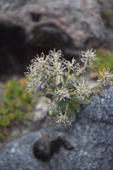 Draba jorullensis