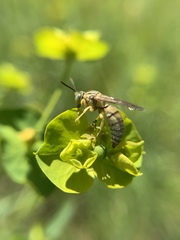 Bembecinus neglectus