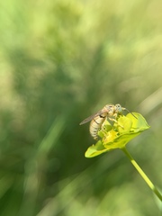 Bembecinus neglectus
