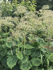 Valeriana pyrenaica
