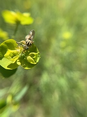 Bembecinus neglectus