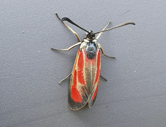 Zygaena erythrus