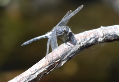 Leucorrhinia frigida
