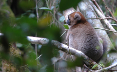 Prolemur simus