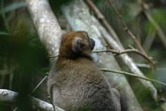 Prolemur simus