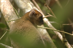 Prolemur simus