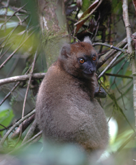 Prolemur simus