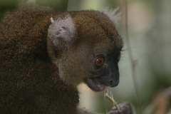 Prolemur simus