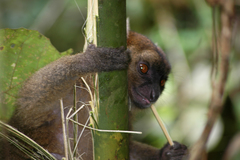 Prolemur simus