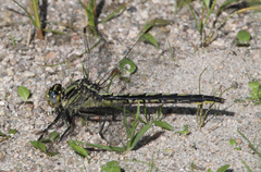 Arigomphus
