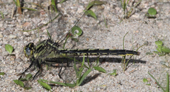 Arigomphus