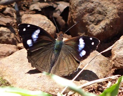 Cybdelis phaesyla