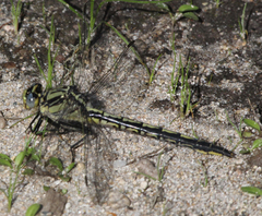 Arigomphus