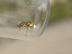 Calliopsis andreniformis
