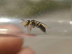Calliopsis andreniformis