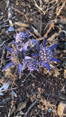 Eryngium dilatatum
