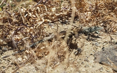 Aspidoscelis tigris tigris