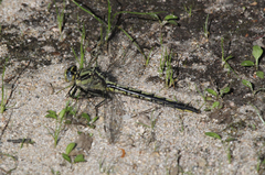 Arigomphus