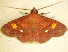 Triommatodes aberrans