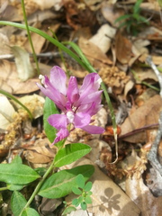 Rhinotropis californica