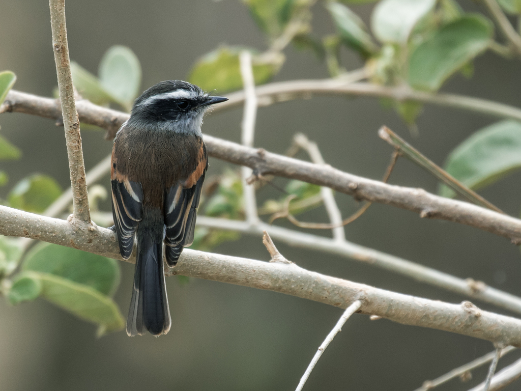 Piura Chat-Tyrant photo