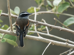 Piura Chat-Tyrant photo 1