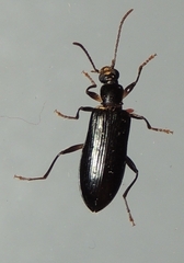 Statira basalis