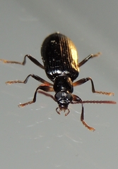 Statira basalis