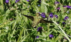 Selasphorus calliope