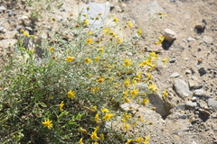 Picradeniopsis pringlei