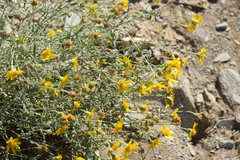 Picradeniopsis pringlei