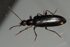 Statira basalis