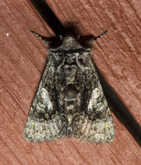 Behrensia conchiformis