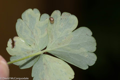 Phytomyza minuscula group