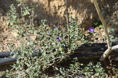 Ruellia hirsutoglandulosa